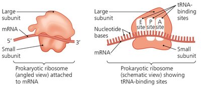 Assembled ribosome and tRNA-binding sites