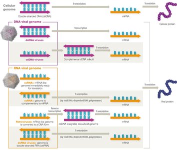 Pathways for making mRNA from viral genomes