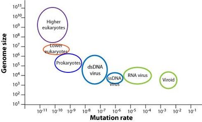 Mutation rates and genome sizes