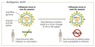 Antigenic drift in influenza