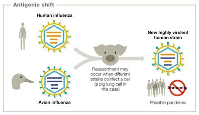 Antigenic shift in influenza