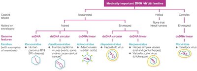 Medically important DNA virus families