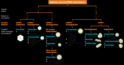 Medically important RNA virus families