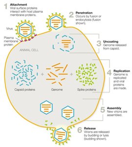 Animal virus replication overview