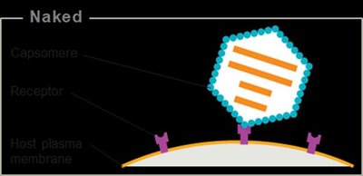 Attachment of naked virus to host cell