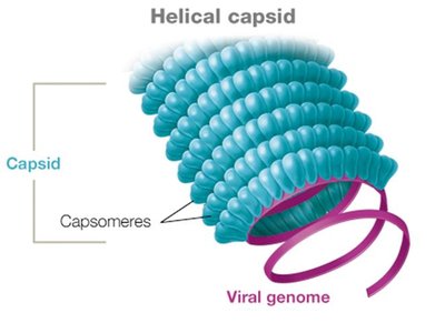 Helical capsid structure