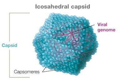 Icosahedral capsid structure