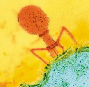 Bacteriophage attaching to a bacterial cell