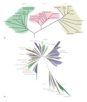 Three-domain system based on rRNA sequences