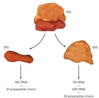 Structure of ribosomal RNA components
