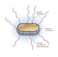 Antigenic structures of E. coli
