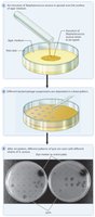 Phage typing method for bacterial identification