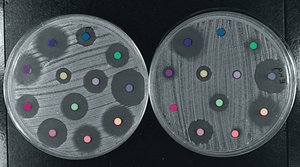 Antibiogram showing susceptibility to antimicrobials