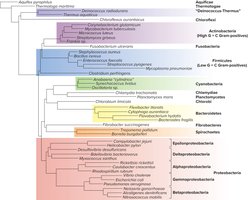 Phylogenetic tree based on DNA sequencing