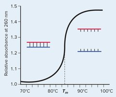 DNA melting curve related to G+C content