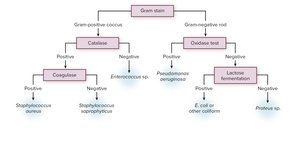 Dichotomous key for bacterial identification