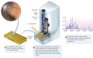 MALDI-TOF mass spectrometry for microbial identification