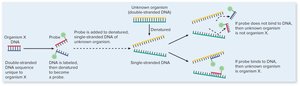 Nucleic acid probe method for microbial identification