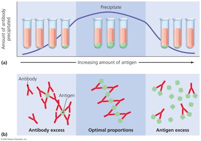 Precipitation curve and immune complex formation
