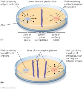 Immunodiffusion precipitation test in agar
