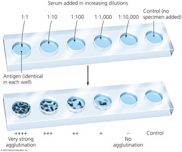 Agglutination titration with serial dilutions