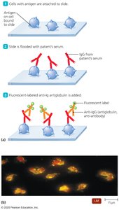 Indirect fluorescent immunoassay steps and micrograph