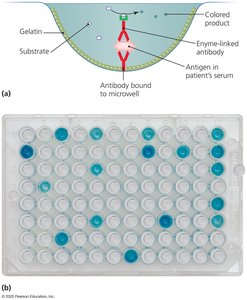ELISA test principle and results