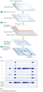 Western blot steps and results