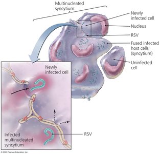 RSV syncytia formation