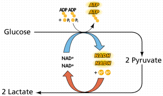 Fermentation pathway