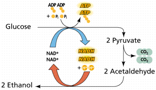 Fermentation pathway (alternative)