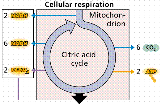 Krebs cycle