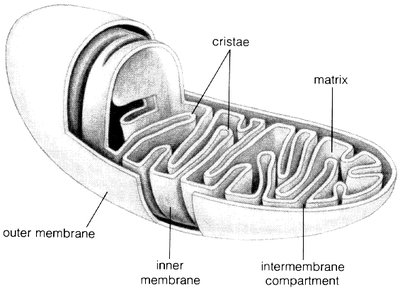 Electron transport chain in mitochondria