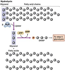Fat hydrolysis and entry into glycolysis