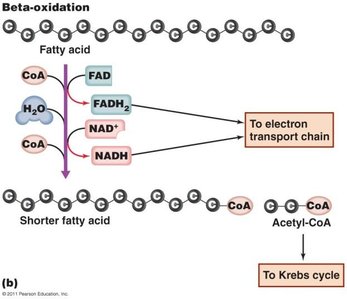 Beta-oxidation of fatty acids