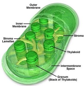 Chloroplast structure