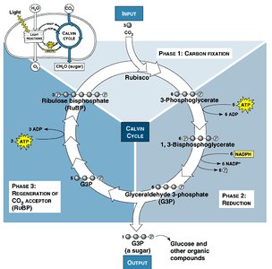 Calvin cycle in the stroma