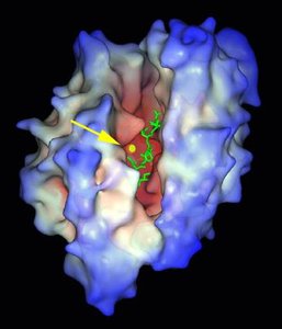 Enzyme with active site