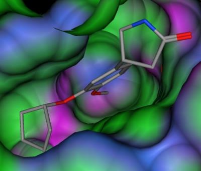 Substrate binding in enzyme active site