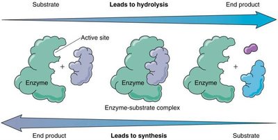 Enzyme-substrate complex and reaction