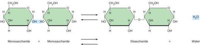 Dehydration synthesis and hydrolysis