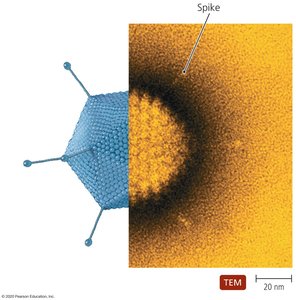 Adenovirus structure with spikes