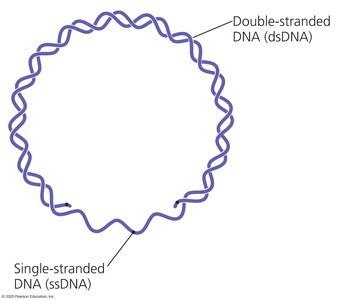 HBV genome with single- and double-stranded DNA
