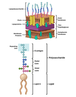 Gram-positive vs. Gram-negative cell wall diagram