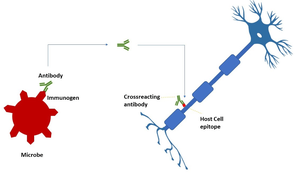 Molecular mimicry diagram