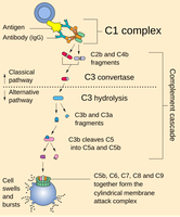 Complement cascade diagram