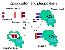 Opsonization and phagocytosis diagram
