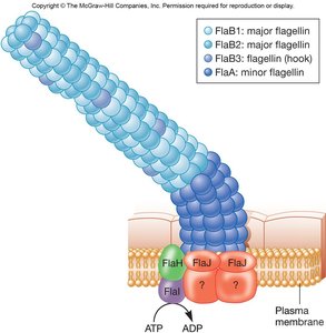 Diagram of archaeal nucleoid and associated proteins