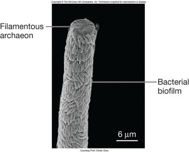 Filamentous archaeon with bacterial biofilm
