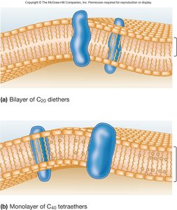 Bilayer and monolayer structures of archaeal membranes